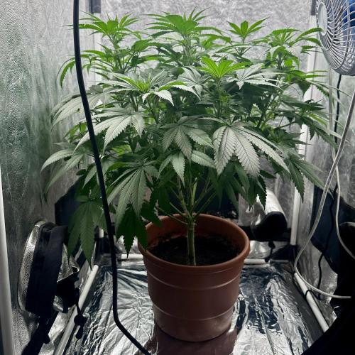 Viente:Uno CBD (Flowering Only). Week 2 - Day 10