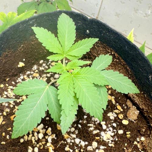 BeanFiendz's Boofscotti (Feminised). Week 1 - December 27 - Day 13