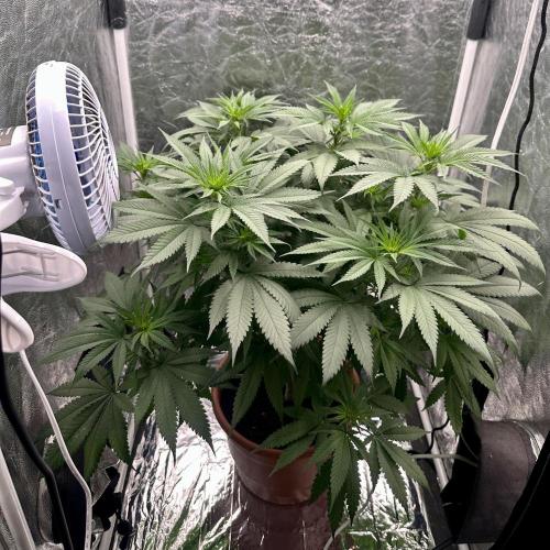 Viente:Uno CBD (Flowering Only). Week 2 - Day 11