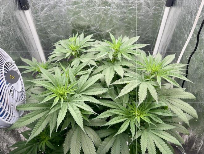 Viente:Uno CBD (Flowering Only). Week 2 - Day 11
