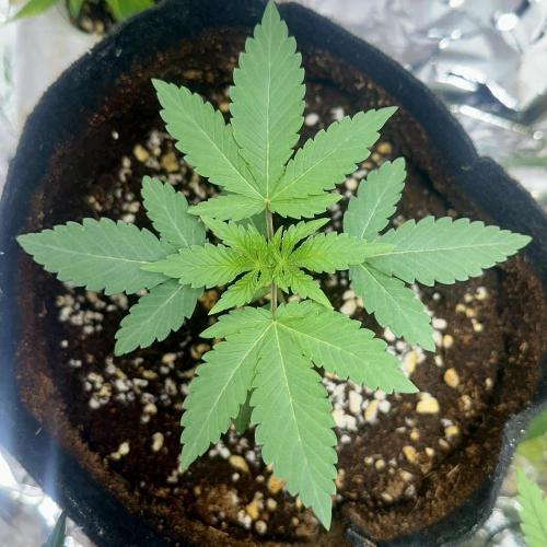 BeanFiendz's Boofscotti (Feminised). Week 1 - December 28 - Day 14