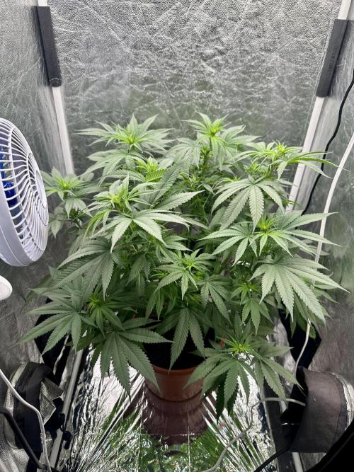 Viente:Uno CBD (Flowering Only). Week 2 - Day 12
