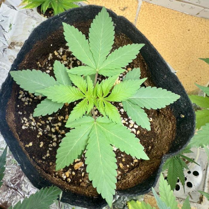 BeanFiendz's Boofscotti (Feminised). Week 2 - December 29 - Day 15