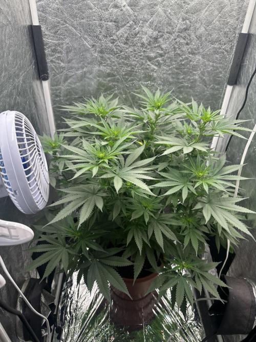 Viente:Uno CBD (Flowering Only). Week 2 - December 30 - Day 13