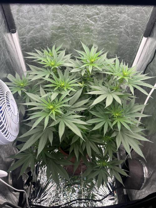 Viente:Uno CBD (Flowering Only). Week 2 - Day 13