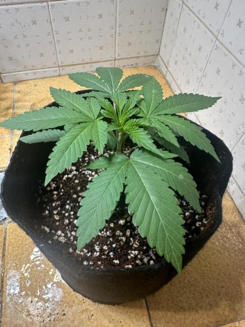 BeanFiendz's Boofscotti (Feminised). Week 2 - December 31 - Day 17