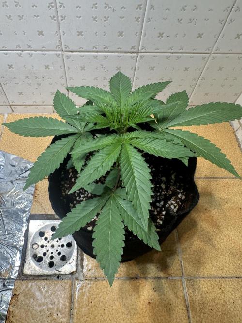 BeanFiendz's Boofscotti (Feminised). Week 2 - January 2 - Day 19