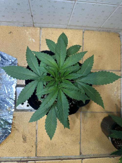 BeanFiendz's Boofscotti (Feminised). Week 2 - Day 19