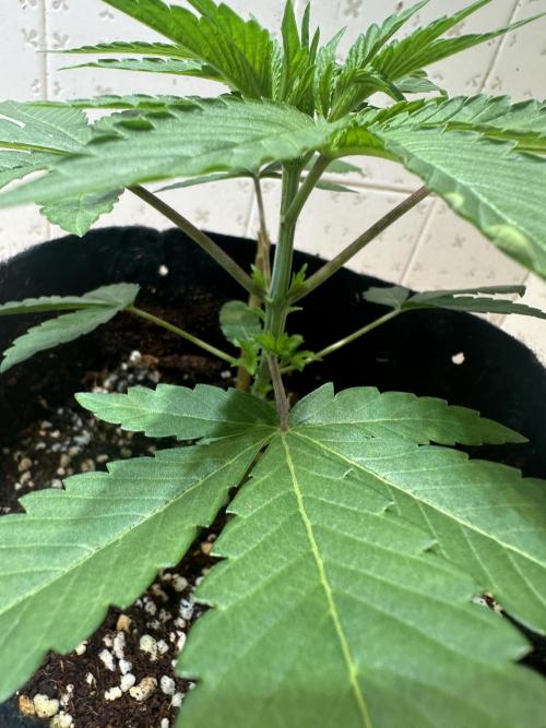 BeanFiendz's Boofscotti (Feminised). Week 2 - Day 19