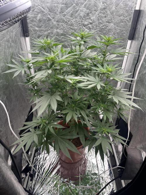 Viente:Uno CBD (Flowering Only). Week 3 - January 2 - Day 15