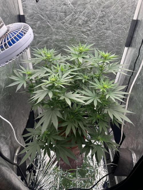 Viente:Uno CBD (Flowering Only). Week 3 - Day 15