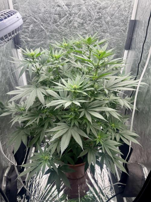 Viente:Uno CBD (Flowering Only). Week 3 - January 4 - Day 17