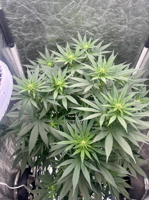 Viente:Uno CBD (Flowering Only). Week 3 - Day 17