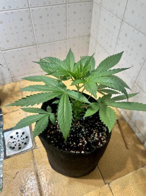 BeanFiendz's Boofscotti (Feminised). Week 2 - January 4 - Day 21