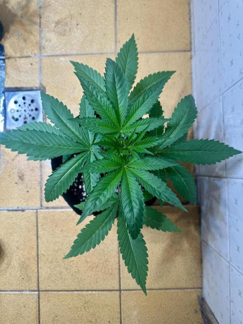 BeanFiendz's Boofscotti (Feminised). Week 2 - Day 21