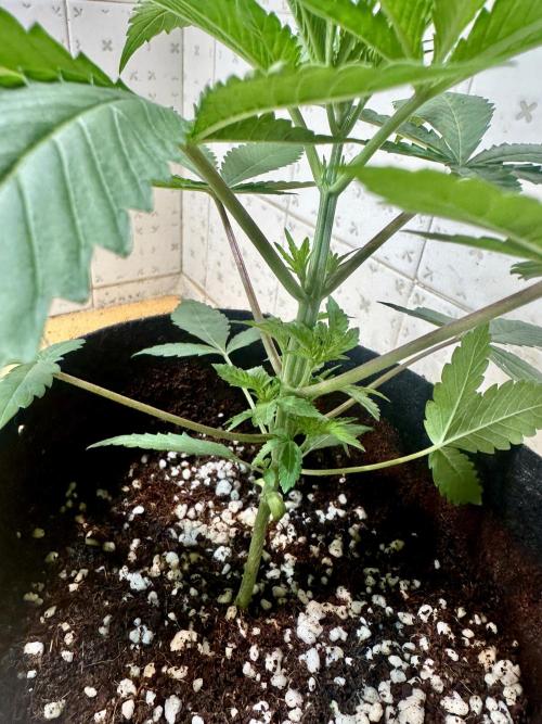 BeanFiendz's Boofscotti (Feminised). Week 2 - Day 21