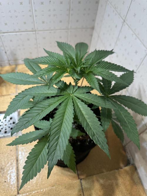 BeanFiendz's Boofscotti (Feminised). Week 3 - January 6 - Day 23