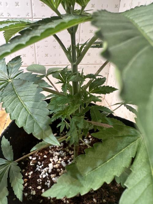 BeanFiendz's Boofscotti (Feminised). Week 3 - Day 23