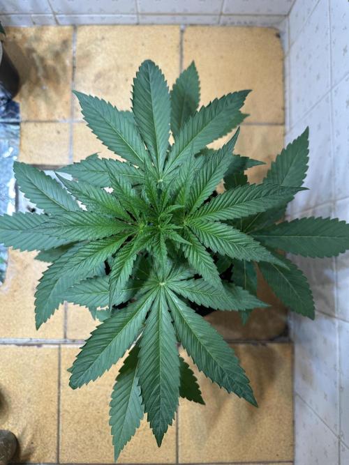 BeanFiendz's Boofscotti (Feminised). Week 3 - Day 23