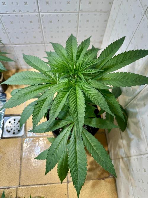 BeanFiendz's Boofscotti (Feminised). Week 3 - January 9 - Day 26