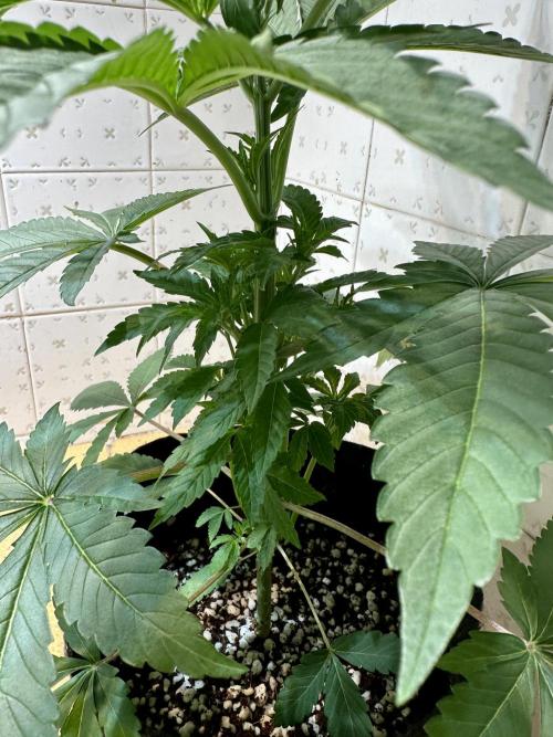 BeanFiendz's Boofscotti (Feminised). Week 3 - Day 26