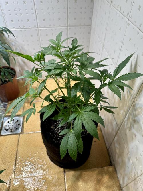 BeanFiendz's Boofscotti (Feminised). Week 4 - January 14 - Day 31