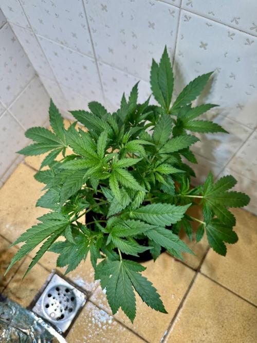 BeanFiendz's Boofscotti (Feminised). Week 4 - Day 31