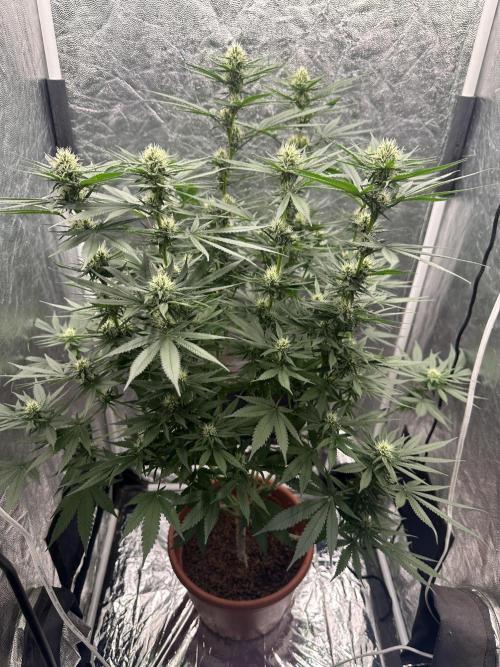 Viente:Uno CBD (Flowering Only). Week 4 - January 14 - Day 27