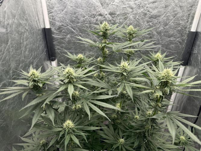 Viente:Uno CBD (Flowering Only). Week 4 - Day 27