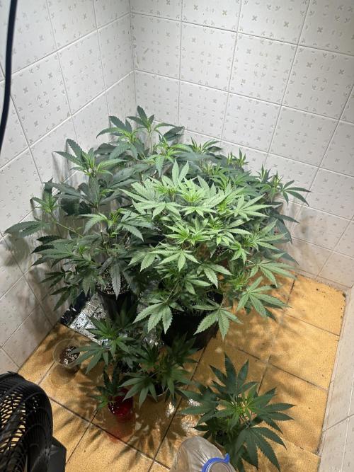 BeanFiendz's Boofscotti (Feminised). Week 5 - January 19 - Day 36