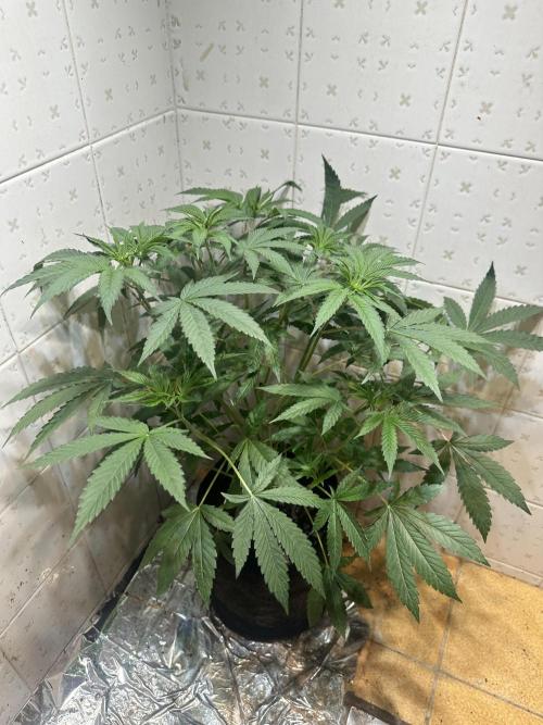 BeanFiendz's Boofscotti (Feminised). Week 5 - January 21 - Day 38