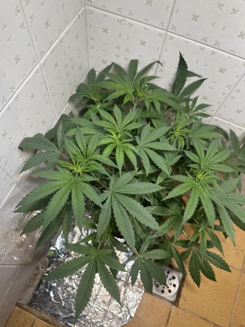 BeanFiendz's Boofscotti (Feminised). Week 5 - Day 38