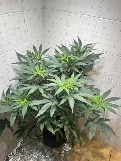 BeanFiendz's Boofscotti (Feminised). Week 6 - January 30 - Day 47