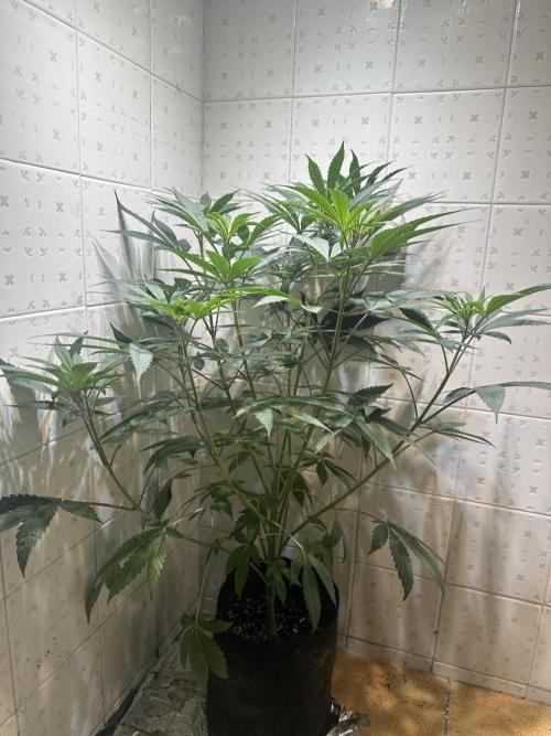 BeanFiendz's Boofscotti (Feminised). Week 6 - Day 47