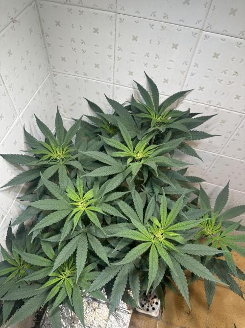 BeanFiendz's Boofscotti (Feminised). Week 6 - Day 47