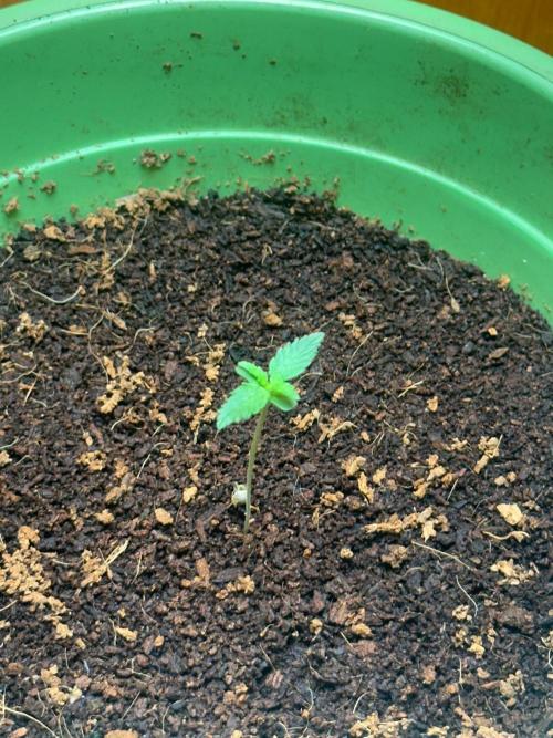 Canuk Seeds - Viente:Uno CBD. Week 0 - Day 4