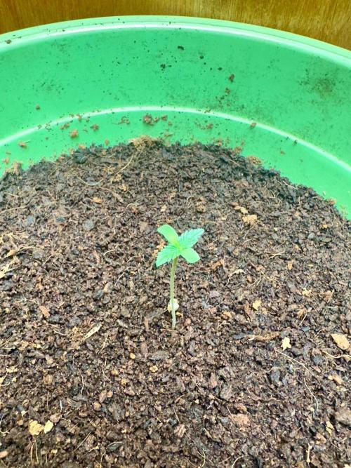 Canuk Seeds - Viente:Uno CBD. Week 0 - Day 1