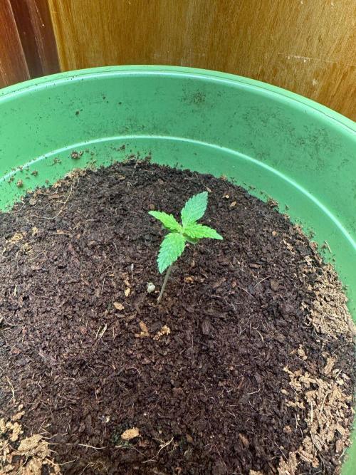 Viente:Uno CBD. Week 0