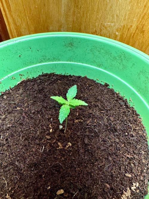 Viente:Uno CBD. Week 0