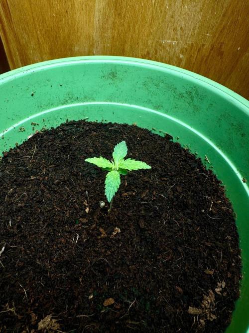 Viente:Uno CBD. Week 1