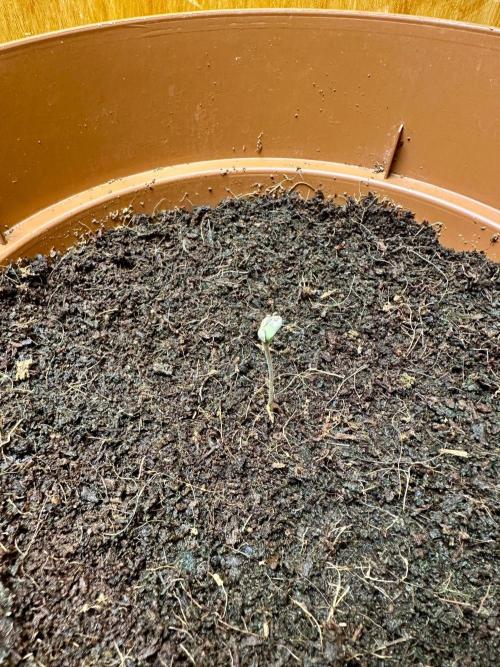 Beanfiendz's BoofScotti - Second Attempt. Week 0 - Day 2 - Still fighting for life