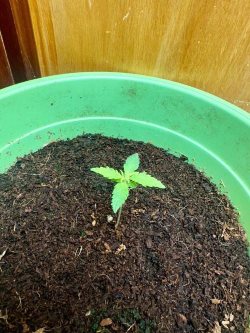 Viente:Uno CBD. Week 1