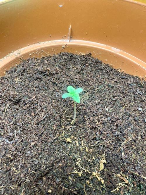 Beanfiendz's BoofScotti - Second Attempt. Week 0 - Day 4