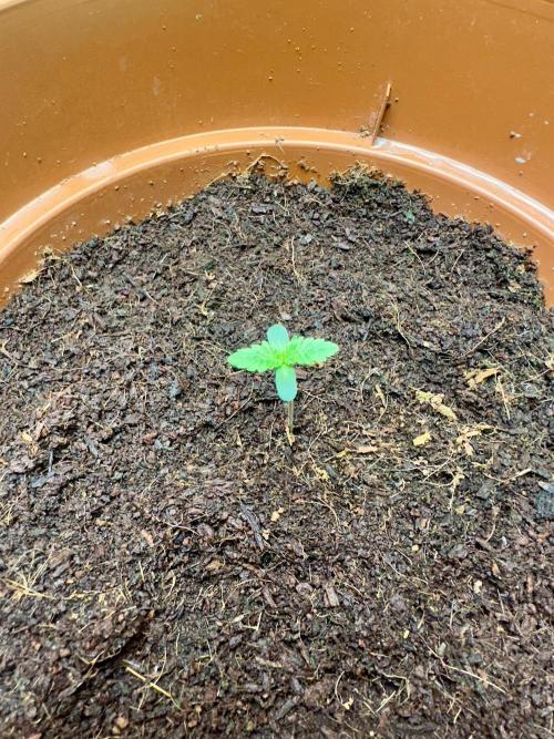 Beanfiendz's BoofScotti - Second Attempt. Week 0 - Day 5
