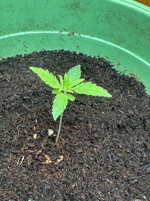 Canuk Seeds - Viente:Uno CBD. Week 1 - Day 11