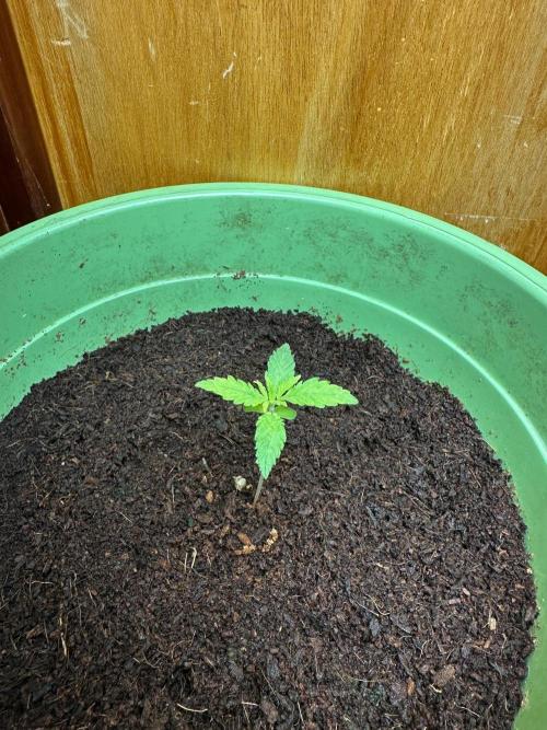 Canuk Seeds - Viente:Uno CBD. Week 1 - Day 10