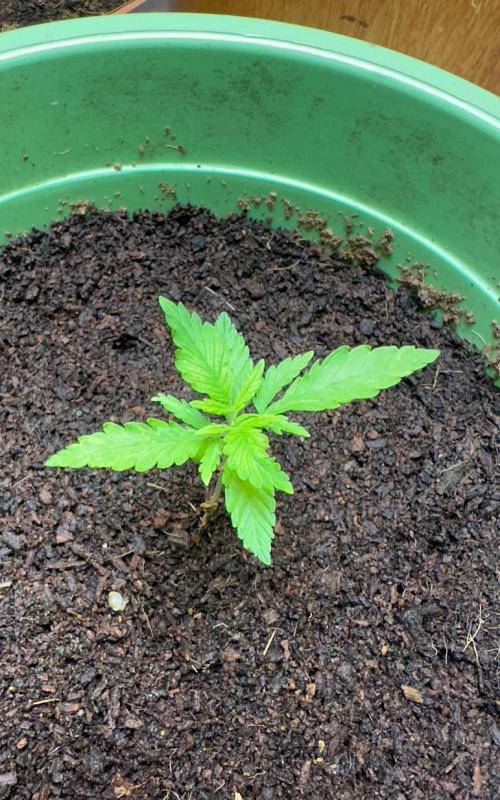 Viente:Uno CBD. Week 1