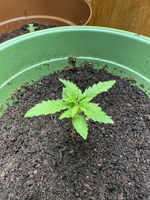Canuk Seeds - Viente:Uno CBD. Week 1 - Day 13