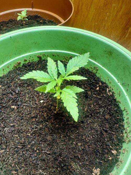 Canuk Seeds - Viente:Uno CBD. Week 1 - Day 14
