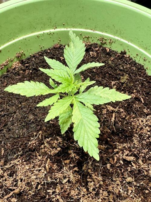 Canuk Seeds - Viente:Uno CBD. Week 2 - Day 15